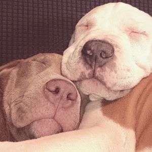 i ain't selling shit look at these cute ass dogs tho